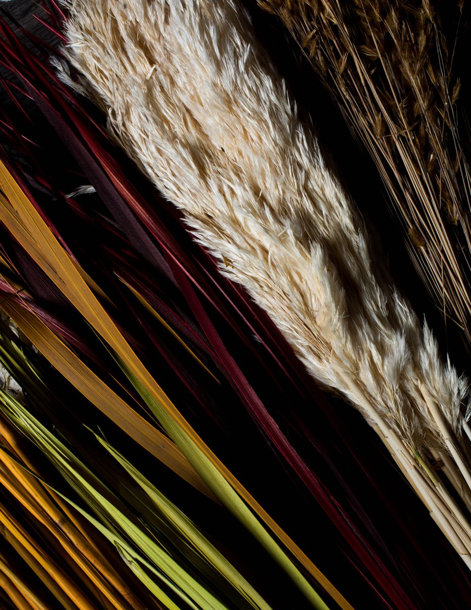Dried yellow, red, and white floral stems