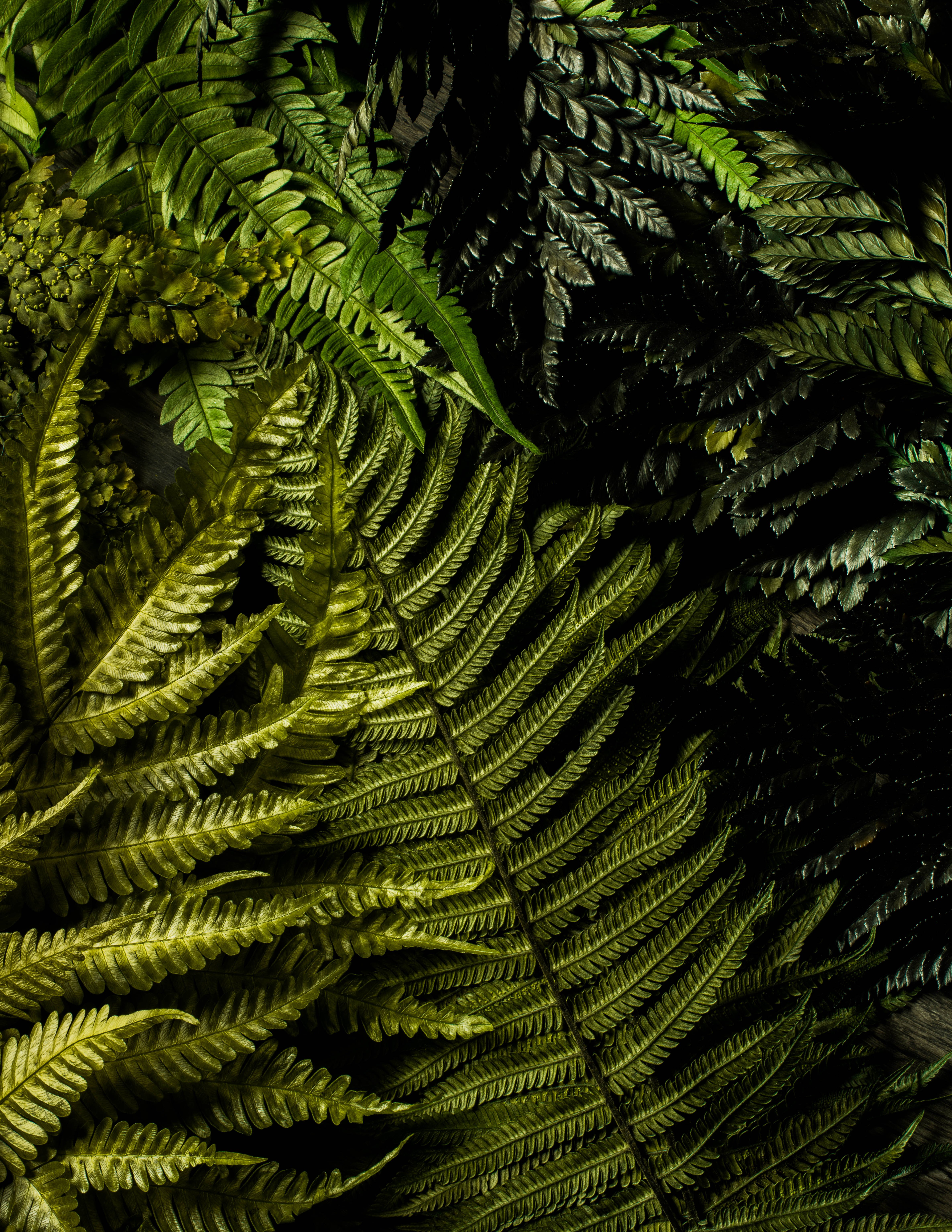 Dried fern leaves overlapping each other
