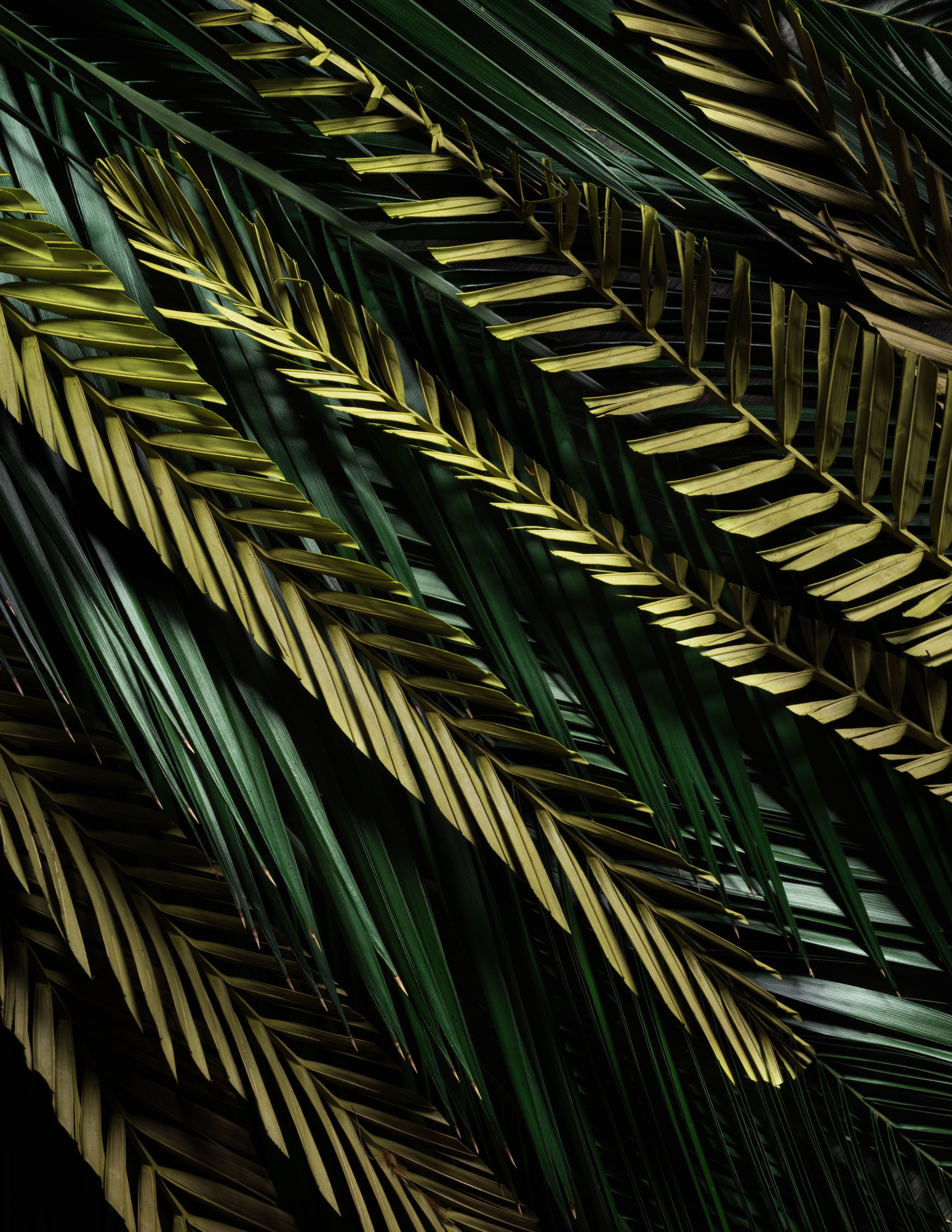 Dried light green tropical leaf stems 