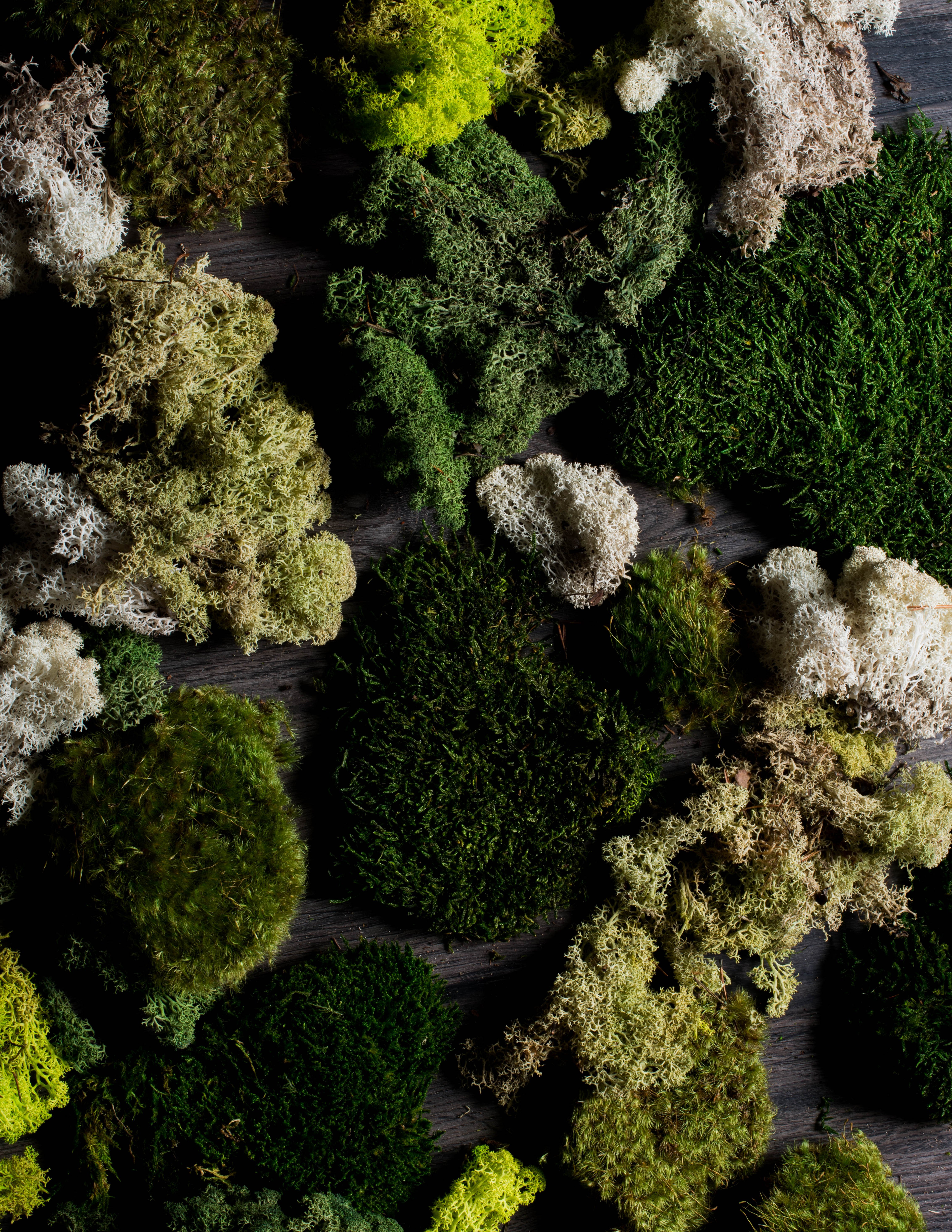 Cluster of white, light green, and dark green mosses